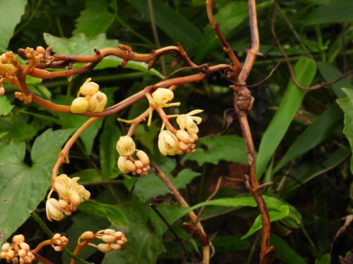 蔓莖山珊瑚 蔓莖山珊瑚