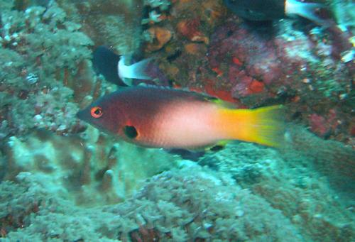 Bodianus axillaris@fishdb-media-6613 Bodianus axillaris@fishdb-media-6613