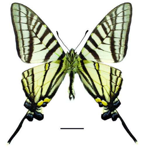 Graphium mullah mullah (Alphéraky, 1897) 黑尾劍鳳蝶 Graphium mullah mullah (Alphéraky, 1897) 黑尾劍鳳蝶