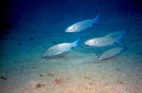 Mugil cephalus @fishdb-media-8282 Mugil cephalus @fishdb-media-8282