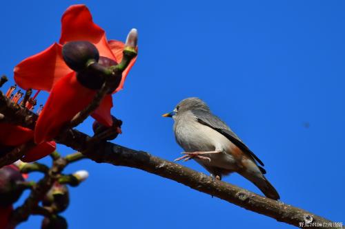 Chestnut-tailed Starling (Eastern) Chestnut-tailed Starling (Eastern)