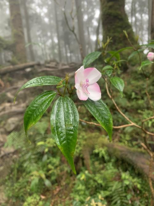 深山野牡丹
