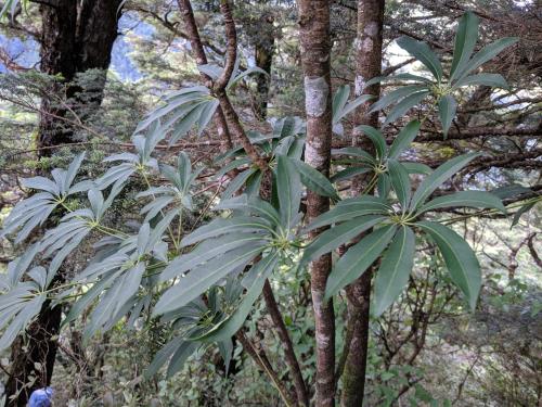 高山鴨腳木 高山鴨腳木