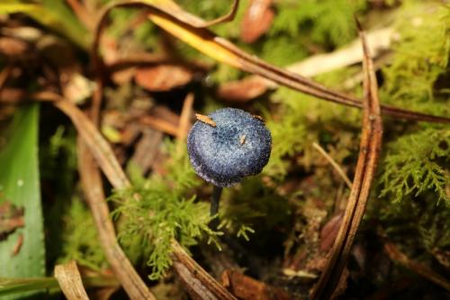 Entoloma chytrophilum(紫迷粉褶菌)