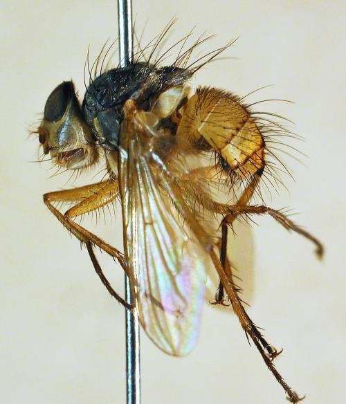 Dexopollenia flava lateral Dexopollenia flava lateral