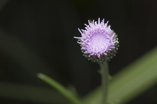 華薊