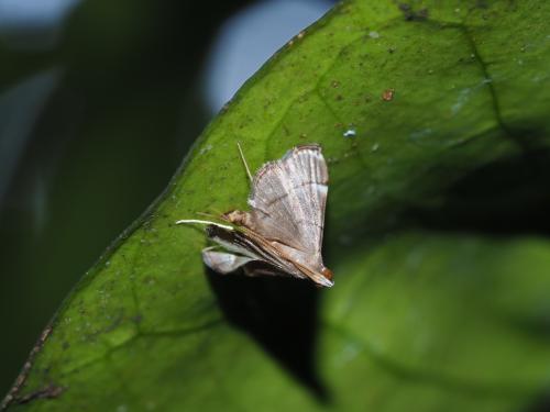 Cangetta hartoghialis