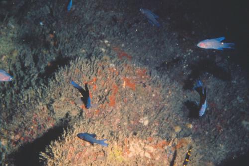 Assessor randalli@fishdb-media-1351