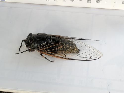 紅脈熊蟬 紅脈熊蟬