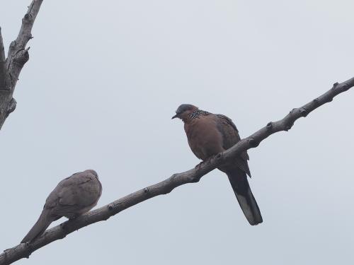 珠頸斑鳩