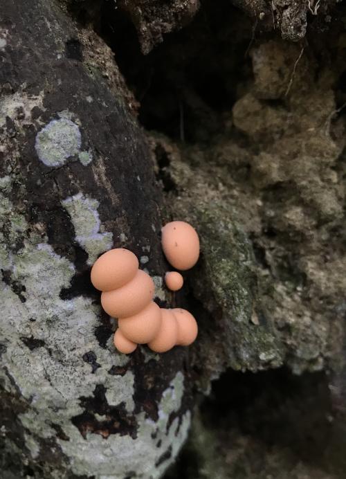 粉瘤黏菌 (粉瘤菌)