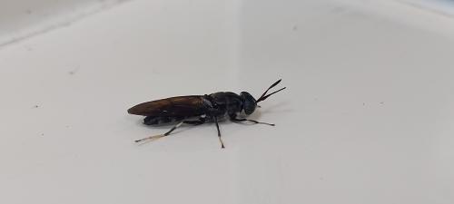 黑水虻 (光亮扁角水虻 / 亮斑扁角水虻) 黑水虻 (光亮扁角水虻 / 亮斑扁角水虻)