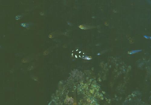 Bodianus axillaris@fishdb-media-2659 Bodianus axillaris@fishdb-media-2659