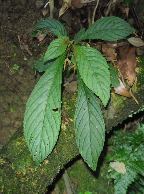 同蕊草 同蕊草