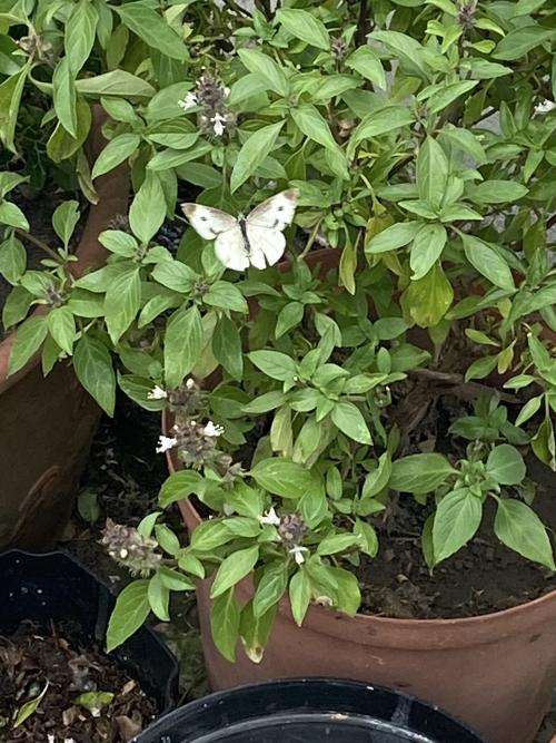 白粉蝶 白粉蝶