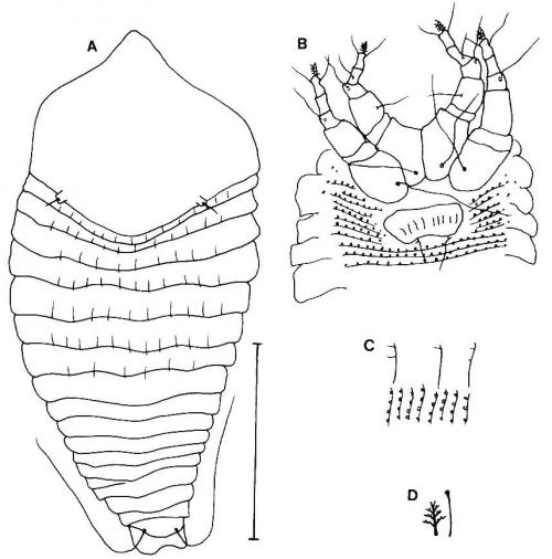 Thamnacus vacuus Huang, 2001