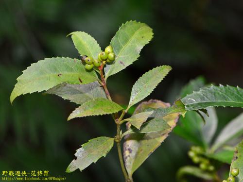 草珊瑚 草珊瑚