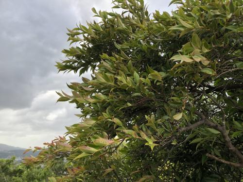 米飯花