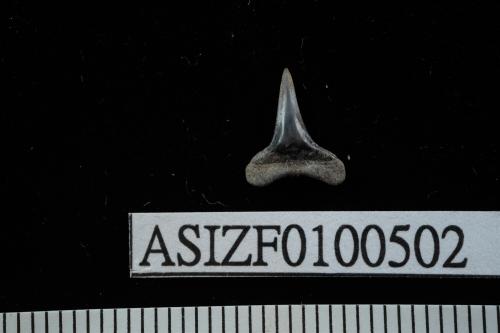 Carcharhinus sp. [ASIZF0100502]