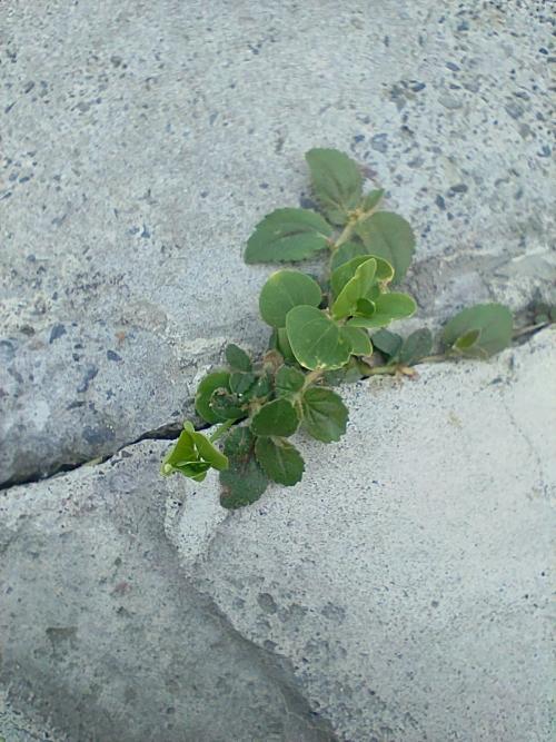 飛揚草 飛揚草
