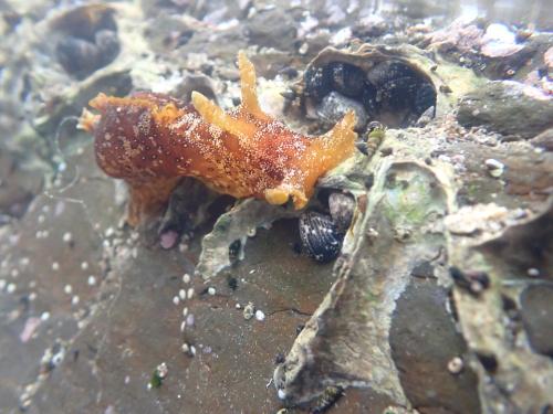 眼斑海鹿 眼斑海鹿