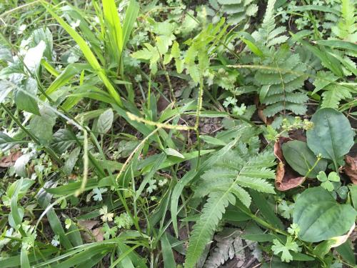 兩耳草 兩耳草