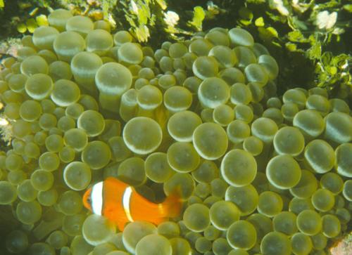 Amphiprion frenatus@fishdb-media-820 Amphiprion frenatus@fishdb-media-820