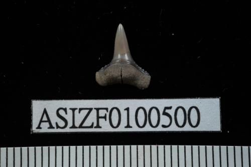 Carcharhinus sp. [ASIZF0100500]