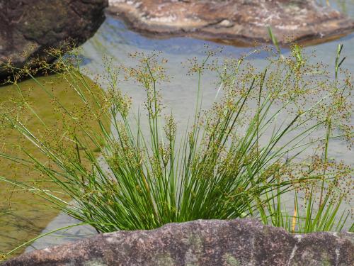 木虱草