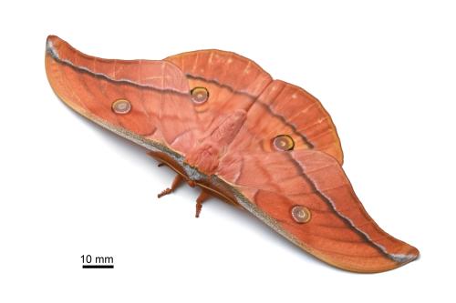 Antheraea superba