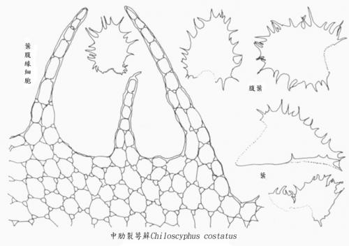 中肋裂萼蘚