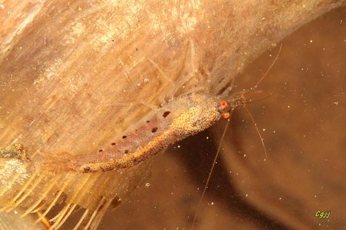 臺灣米蝦 Caridina formosae