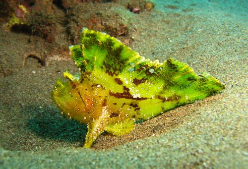 Taenianotus triacanthus@fishdb-media-8416