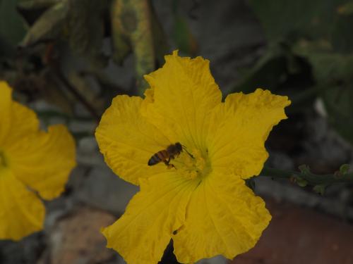 西方蜜蜂 西方蜜蜂