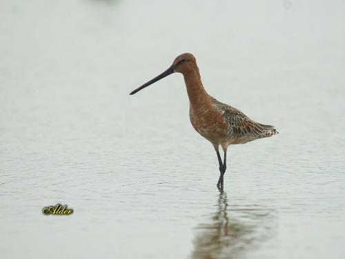 20090725_380230_Asian_Dowitcher_6377.jpg