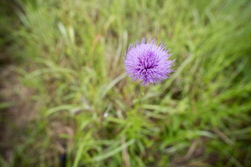 華薊