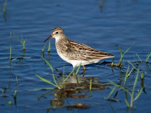 20090726_380220_Long-Toed_Stint_PA021275.jpg