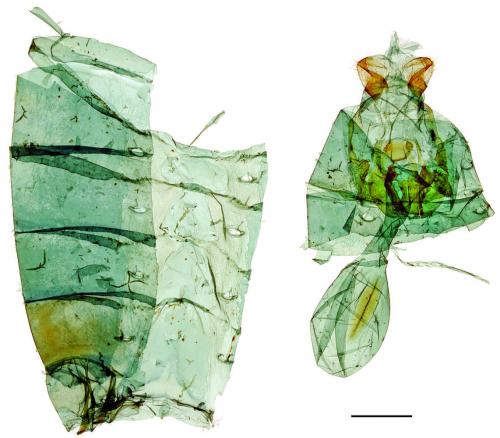 Papilio helenus fortunius Fruhstorfer, 1908 白紋鳳蝶 Papilio helenus fortunius Fruhstorfer, 1908 白紋鳳蝶