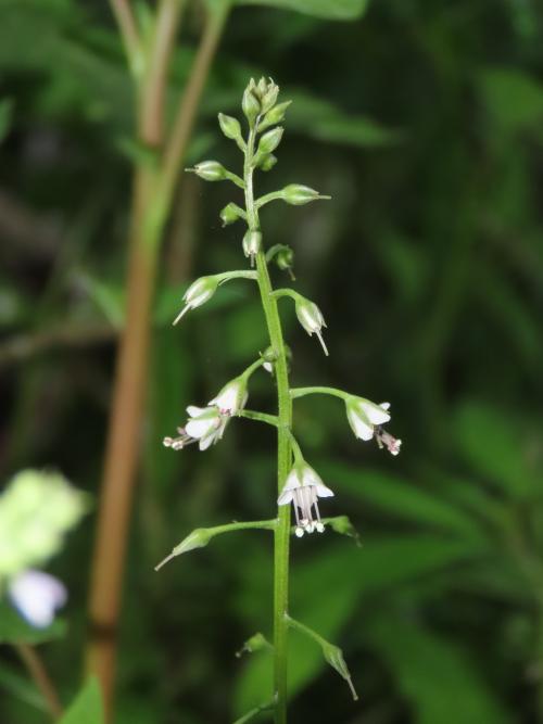 異葉珍珠菜