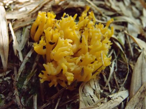 Ramaria aurea(金黃枝瑚菌)