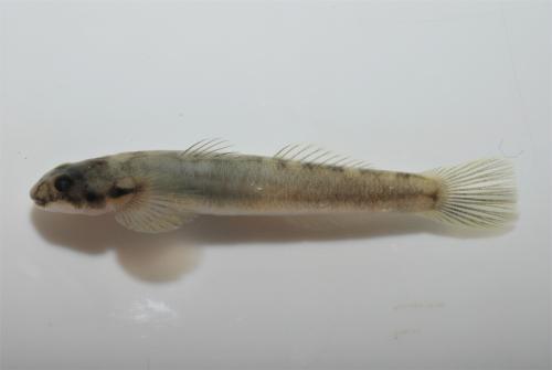 Lentipes armatus