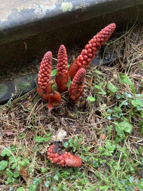 穗花蛇菰