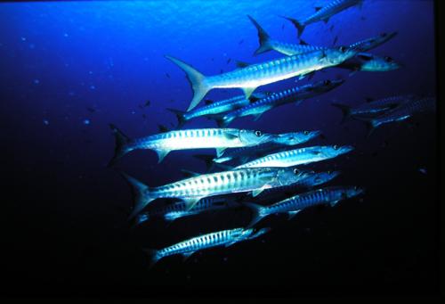 Sphyraena barracuda@fishdb-media-540