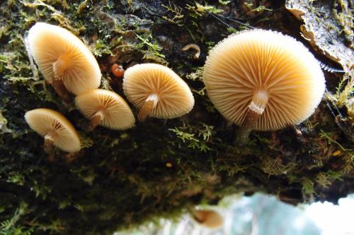 Kuehneromyces mutabilis(毛柄庫恩菇)