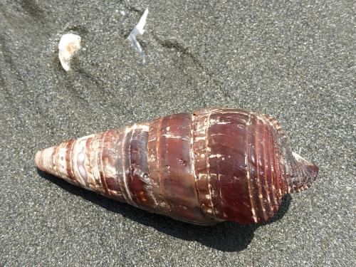 Giant Mangrove Whelk