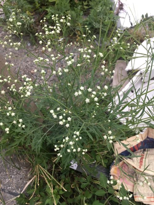 銀膠菊