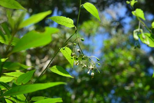 玉山茄 玉山茄