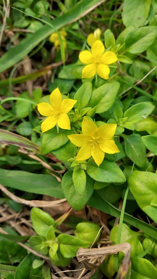 蓬萊珍珠菜 蓬萊珍珠菜