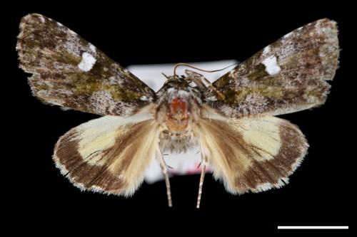 Euromoia subpulchra[00000223]