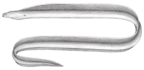 Pseudechidna brummeri@Jheng0233